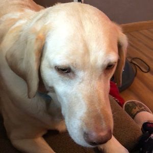 Meet your Posher, Dawn